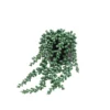 12cm String Of Pearls Artificial Plant In Black Ceramic Pot -Gardens And Landscaping 12cm string of pearls artificial plant in black ceramic pot5010795682591 01c bq