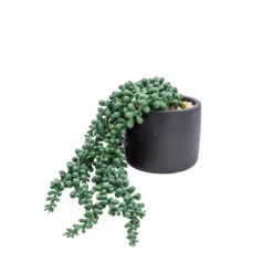 Gardens And Landscaping -Gardens And Landscaping 12cm string of pearls artificial plant in black ceramic pot5010795682591 02c bq