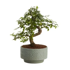 Bonsai In 15cm Grey Ceramic Decorative Pot