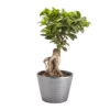 Bonsai In 17cm Terracotta Plastic Pot -Gardens And Landscaping bonsai in 17cm terracotta plastic pot3663602462781 02c bq