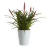 Bromeliad In 12cm White Ceramic Decorative Pot -Gardens And Landscaping bromeliad in 12cm white ceramic decorative pot3663602463450 02c bq