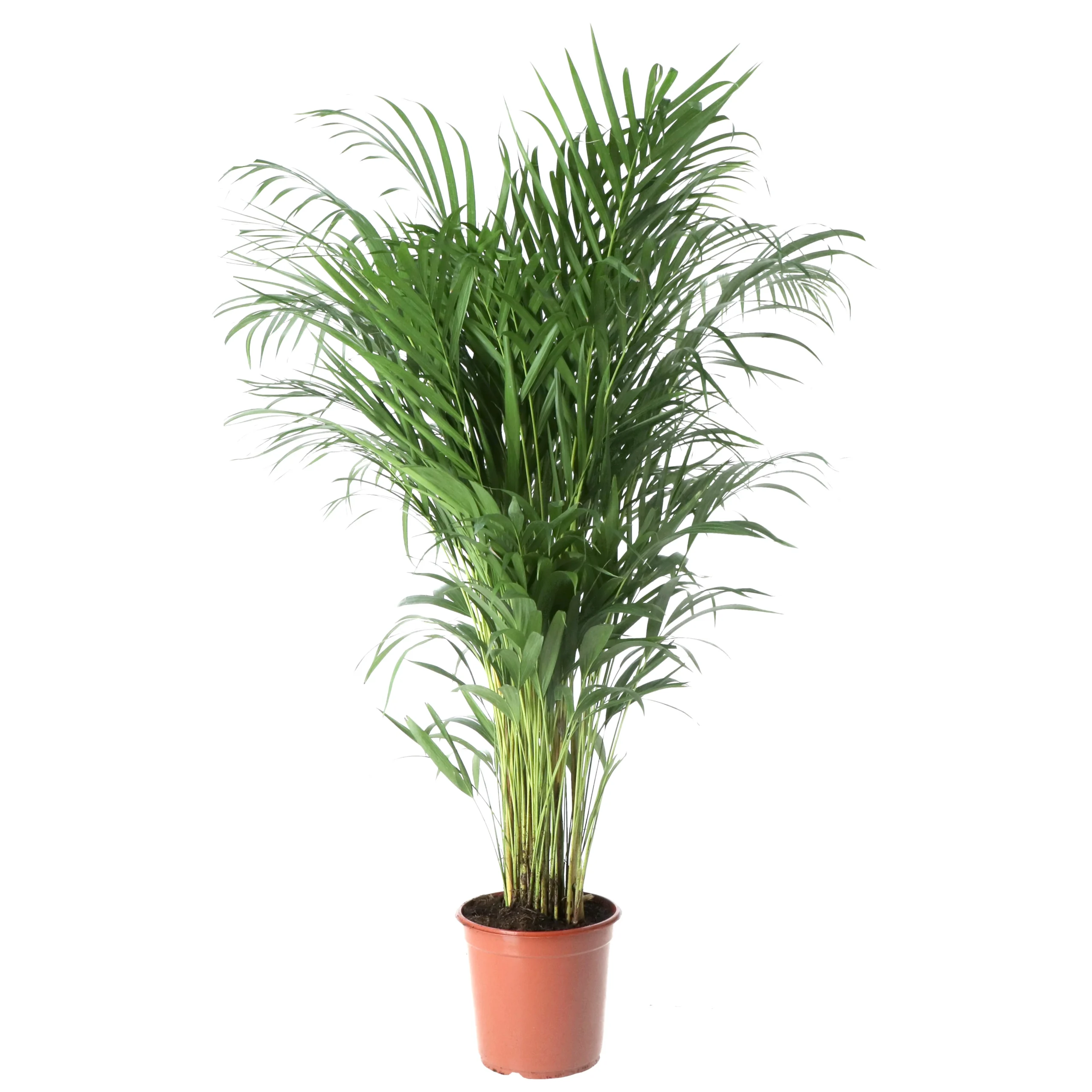Butterfly Palm In 19cm Terracotta Plastic Grow Pot 3 Butterfly Palm In 19cm Terracotta Plastic Grow Pot