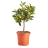 Citrus In 14cm Orange Plastic Grow Pot -Gardens And Landscaping citrus in 14cm orange plastic grow pot3663602462729 02c bq