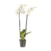 Double Stem Moth Orchid In 12cm Clear Plastic Grow Pot -Gardens And Landscaping double stem moth orchid in 12cm clear plastic grow pot3663602462873 02c bq
