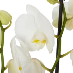 Double Stem Orchid In 12cm Assorted Ceramic Decorative Pot -Gardens And Landscaping double stem orchid in 12cm assorted ceramic decorative pot3663602462934 22c