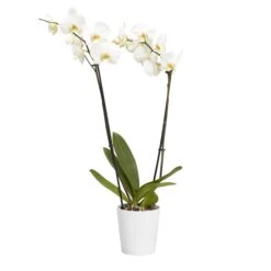 Double Stem Orchid In 12cm Assorted Ceramic Decorative Pot -Gardens And Landscaping double stem orchid in 12cm assorted ceramic decorative pot3663602462934 22c bq