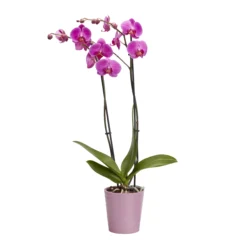Double Stem Orchid In 12cm Assorted Ceramic Decorative Pot -Gardens And Landscaping double stem orchid in 12cm assorted ceramic decorative pot3663602462934 23c bq