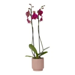 Double Stem Orchid In 12cm Assorted Ceramic Decorative Pot -Gardens And Landscaping double stem orchid in 12cm assorted ceramic decorative pot3663602462934 36c