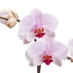 Double Stem Orchid In 12cm Assorted Ceramic Decorative Pot -Gardens And Landscaping double stem orchid in 12cm assorted ceramic decorative pot3663602462934 36c bq