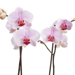 Double Stem Orchid In 12cm Assorted Ceramic Decorative Pot -Gardens And Landscaping double stem orchid in 12cm assorted ceramic decorative pot3663602462934 37c bq