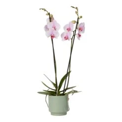 Double Stem Orchid In 12cm Assorted Ceramic Decorative Pot -Gardens And Landscaping double stem orchid in 12cm assorted ceramic decorative pot3663602462934 38c
