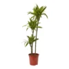Dracaena Tree In 24cm Terracotta Plastic Grow Pot -Gardens And Landscaping dracaena tree in 24cm terracotta plastic grow pot5059340127040 02c
