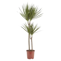 Dragon Tree In 19cm Terracotta Plastic Grow Pot