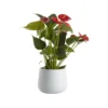Flamingo Flower In 12cm White Ceramic Decorative Pot -Gardens And Landscaping flamingo flower in 12cm white ceramic decorative pot3663602497288 02c bq
