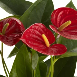 Flamingo Flower In 12cm White Ceramic Decorative Pot -Gardens And Landscaping flamingo flower in 12cm white ceramic decorative pot3663602497288 36c bq