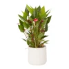 Flamingo Flower White Crackle Ceramic Decorative Pot -Gardens And Landscaping flamingo flower white crackle ceramic decorative pot5059340224442 02c