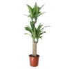 Golden Dragon Tree In 24cm Terracotta Plastic Grow Pot -Gardens And Landscaping golden dragon tree in 24cm terracotta plastic grow pot5036581089788 01c bq