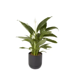 GoodHome Black Terracotta Circular Plant Pot (Dia)20.4cm -Gardens And Landscaping goodhome black terracotta circular plant pot dia 20 4cm3663602441281 21c