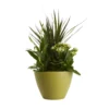 Houseplant Arrangement In 17cm Assorted Ceramic Pot -Gardens And Landscaping houseplant arrangement in 17cm assorted ceramic pot3663602497318 02c bq