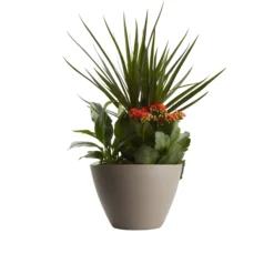 Houseplant Arrangement In 17cm Assorted Ceramic Pot 16 Houseplant Arrangement In 17cm Assorted Ceramic Pot -Gardens And Landscaping houseplant arrangement in 17cm assorted ceramic pot3663602497318 22c bq