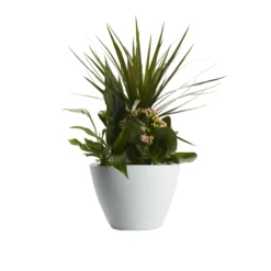Houseplant Arrangement In 17cm Assorted Ceramic Pot 17 Houseplant Arrangement In 17cm Assorted Ceramic Pot -Gardens And Landscaping houseplant arrangement in 17cm assorted ceramic pot3663602497318 23c bq
