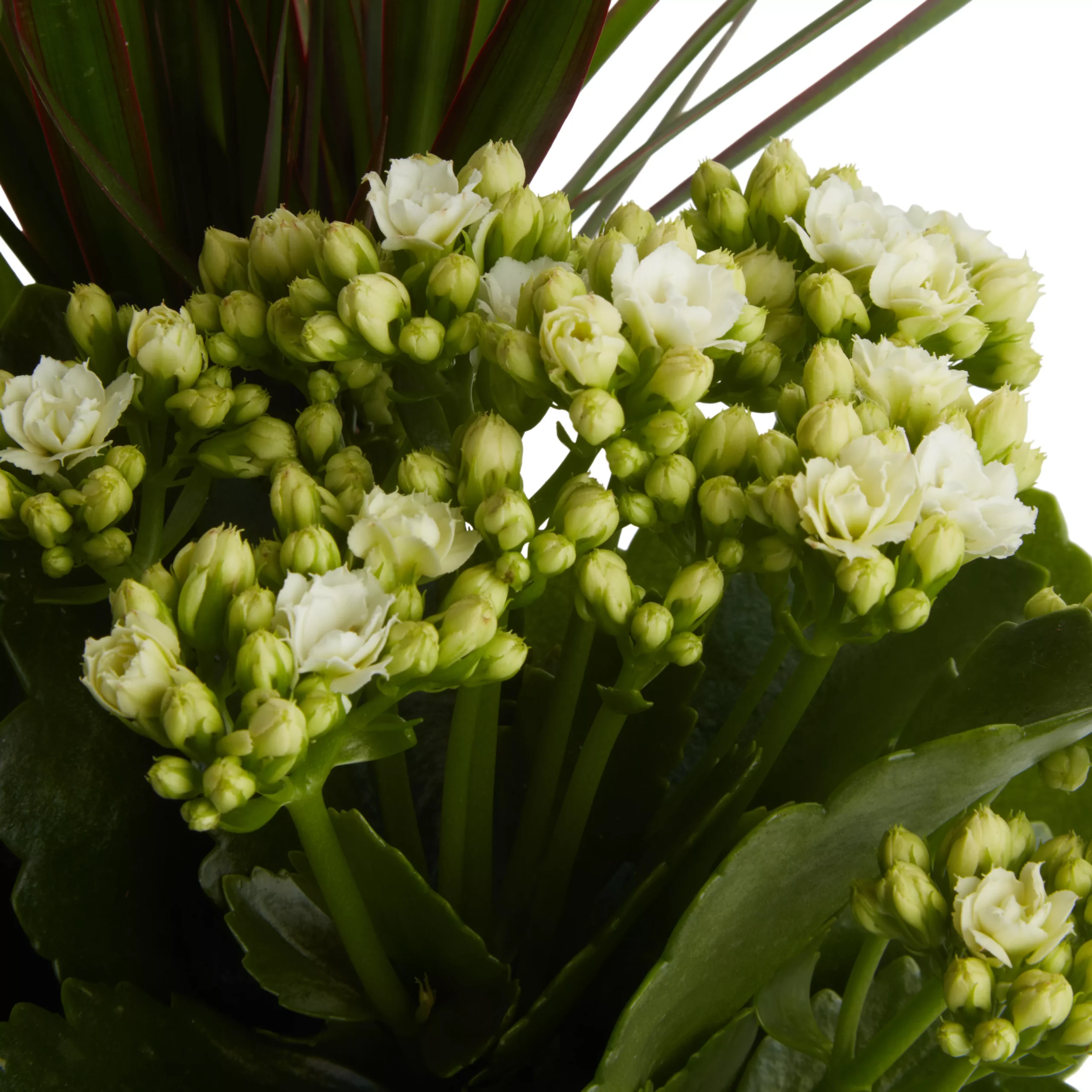 Houseplant Arrangement In 17cm Assorted Ceramic Pot 7 Houseplant Arrangement In 17cm Assorted Ceramic Pot - Image 5