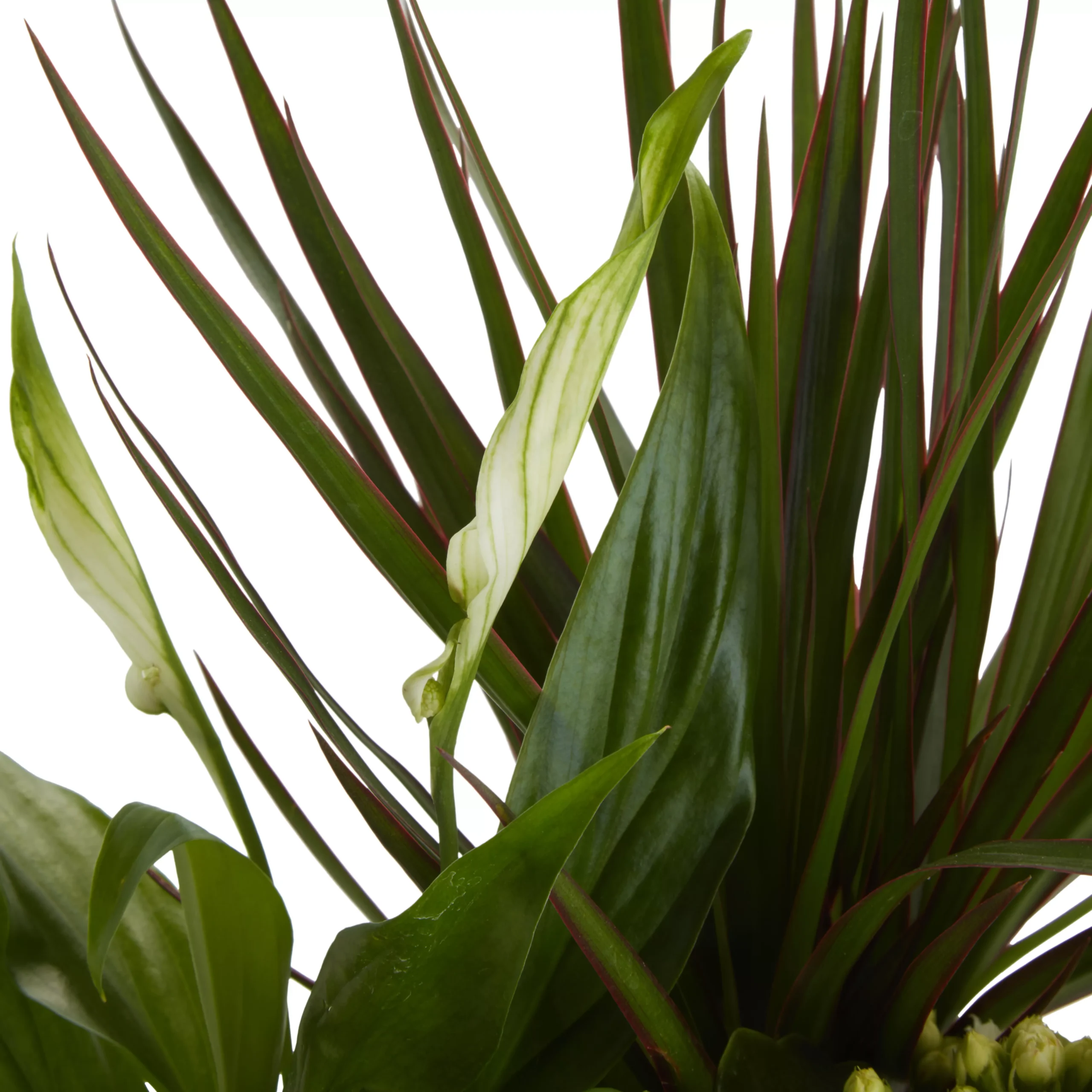Houseplant Arrangement In 17cm Assorted Ceramic Pot 8 Houseplant Arrangement In 17cm Assorted Ceramic Pot - Image 6