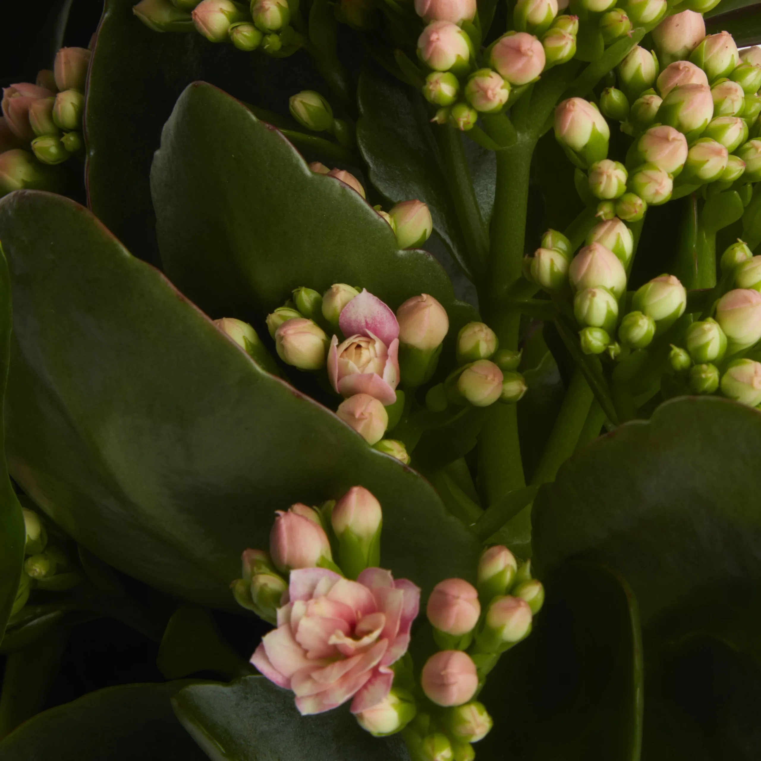 Houseplant Arrangement In 17cm Assorted Ceramic Pot 9 Houseplant Arrangement In 17cm Assorted Ceramic Pot - Image 7