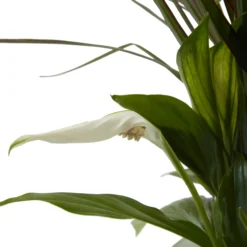 Houseplant Arrangement In 17cm Assorted Ceramic Pot 21 Houseplant Arrangement In 17cm Assorted Ceramic Pot -Gardens And Landscaping houseplant arrangement in 17cm assorted ceramic pot3663602497318 39c bq