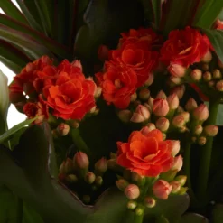 Houseplant Arrangement In 17cm Assorted Ceramic Pot 22 Houseplant Arrangement In 17cm Assorted Ceramic Pot -Gardens And Landscaping houseplant arrangement in 17cm assorted ceramic pot3663602497318 40c bq