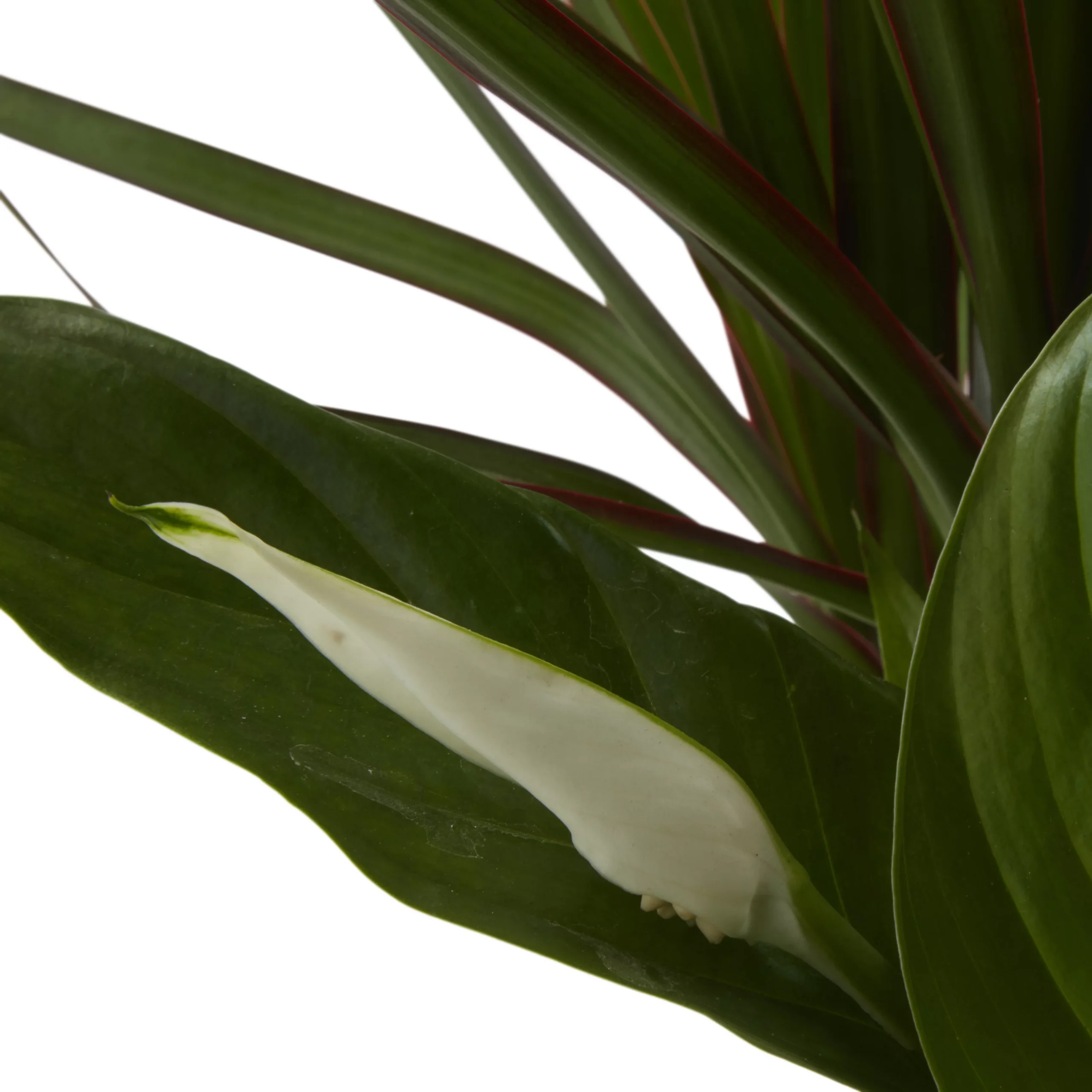 Houseplant Arrangement In 17cm Assorted Ceramic Pot 12 Houseplant Arrangement In 17cm Assorted Ceramic Pot - Image 10