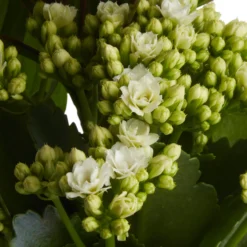 Houseplant Arrangement In 17cm Assorted Ceramic Pot 24 Houseplant Arrangement In 17cm Assorted Ceramic Pot -Gardens And Landscaping houseplant arrangement in 17cm assorted ceramic pot3663602497318 42c bq