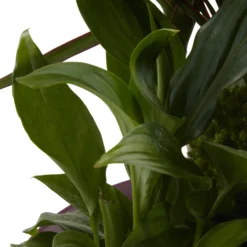 Houseplant Arrangement In 17cm Assorted Ceramic Pot 25 Houseplant Arrangement In 17cm Assorted Ceramic Pot -Gardens And Landscaping houseplant arrangement in 17cm assorted ceramic pot3663602497318 43c bq