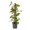 Ivy In 19cm Black Plastic Grow Pot 2 Ivy In 19cm Black Plastic Grow Pot -Gardens And Landscaping ivy in 19cm black plastic grow pot3663602462491 02c bq