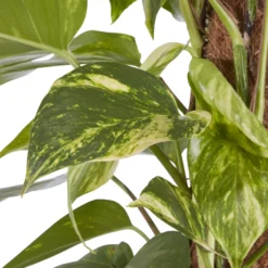 Kentia Palm In 19cm Terracotta Plastic Grow Pot 7 Kentia Palm In 19cm Terracotta Plastic Grow Pot -Gardens And Landscaping kentia palm in 19cm terracotta plastic grow pot3663602462484 36c