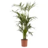 Kentia Palm In 24cm Terracotta Plastic Grow Pot 2 Kentia Palm In 24cm Terracotta Plastic Grow Pot -Gardens And Landscaping kentia palm in 24cm terracotta plastic grow pot3663602462378 02c bq