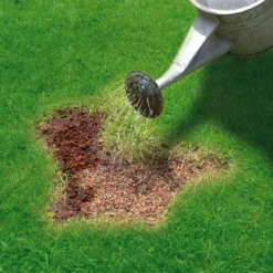 Miracle-Gro Patch Magic Plant Feed 16m² 3.6kg -Gardens And Landscaping miracle gro patch magic plant feed 16m 3 6kg5010272087154 02i bq
