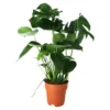 Monstera In 19cm Terracotta Plastic Grow Pot 2 Monstera In 19cm Terracotta Plastic Grow Pot -Gardens And Landscaping monstera in 19cm terracotta plastic grow pot5059340127033 02c