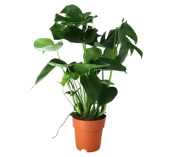 Monstera In 19cm Terracotta Plastic Grow Pot