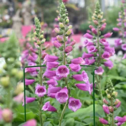 Panacea Steel Curved Plant Support Frame (L)90cm (Dia)40cm, Pack Of 3 -Gardens And Landscaping panacea steel curved plant support frame l 90cm dia 40cm pack of 30093432825235 01i bq