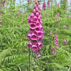 Panacea Steel Single Stem Plant Support (L)122cm (Dia)20.3cm, Pack Of 3 -Gardens And Landscaping panacea steel single stem plant support l 122cm dia 20 3cm pack of 30093432825457 01i bq