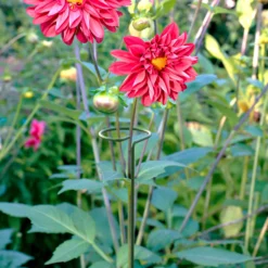 Panacea Steel Single Stem Plant Support (L)122cm (Dia)8.6cm, Pack Of 3 5 Panacea Steel Single Stem Plant Support (L)122cm (Dia)8.6cm, Pack Of 3 -Gardens And Landscaping panacea steel single stem plant support l 122cm dia 8 6cm pack of 30093432825396 01i bq