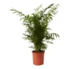 Parlour Palm In 19cm Pot -Gardens And Landscaping parlour palm in 19cm pot5059340224398 02c