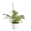 Peace Lily In 14cm White Ceramic Grow Pot -Gardens And Landscaping peace lily in 14cm white ceramic grow pot3663602462682 02c bq