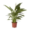 Peace Lily In 17cm Terracotta Plastic Grow Pot -Gardens And Landscaping peace lily in 17cm terracotta plastic grow pot3663602462668 02c bq