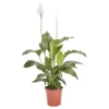 Peace Lily In 21cm Terracotta Plastic Grow Pot 2 Peace Lily In 21cm Terracotta Plastic Grow Pot -Gardens And Landscaping peace lily in 21cm terracotta plastic grow pot3663602462651 02c bq