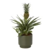 Pineapple Plant In 13.5cm Assorted Ceramic Decorative Pot -Gardens And Landscaping pineapple plant in 13 5cm assorted ceramic decorative pot5059340224435 02c