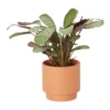 Prayer Plant Pale Grey Ceramic Decorative Pot -Gardens And Landscaping prayer plant pale grey ceramic decorative pot5059340224312 02c