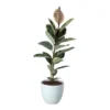 Rubber Plant In 24cm Assorted Ceramic Decorative Pot -Gardens And Landscaping rubber plant in 24cm assorted ceramic decorative pot5059340827810 02c