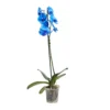 Single Stem Blue Moth Orchid In 12cm Clear Plastic Grow Pot -Gardens And Landscaping single stem blue moth orchid in 12cm clear plastic grow pot3663602462927 02c bq